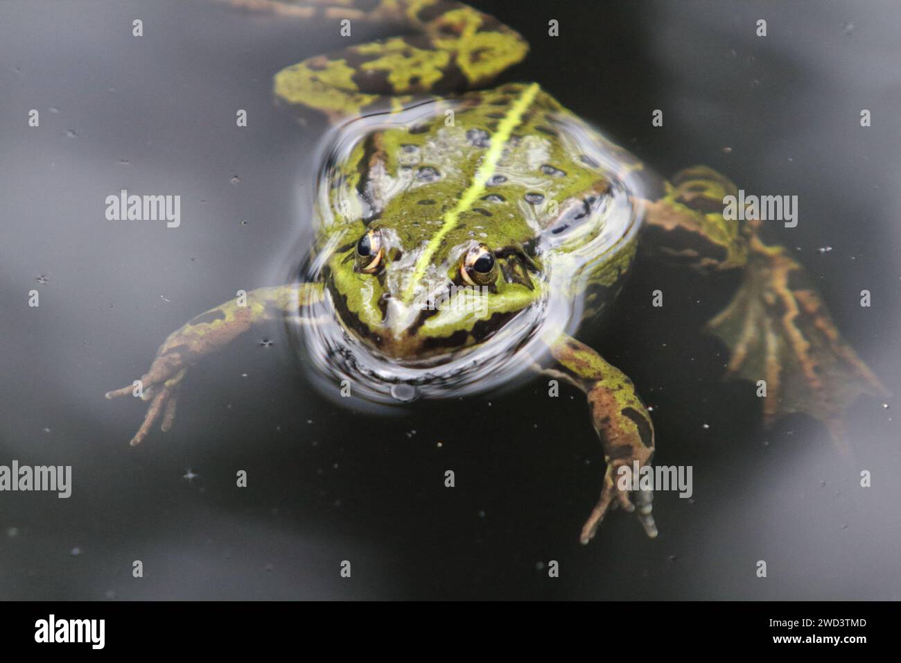 Pelophylax è un genere di rane reali diffuso in Eurasia, con alcune specie che si estendono nell'Africa settentrionale Foto Stock