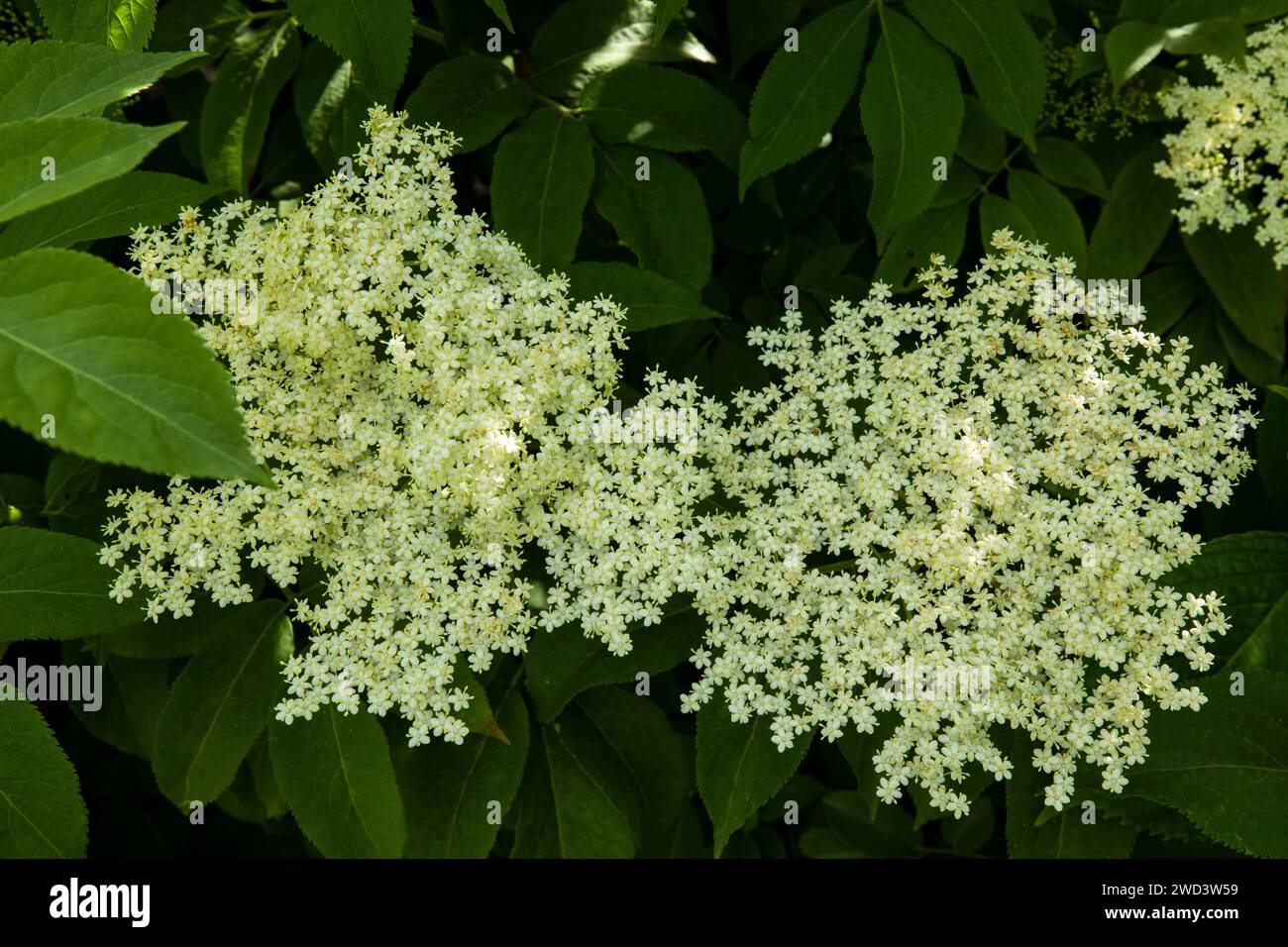 sambucus nigra cremoso sambuco comune anziano con le loro foglie in estate Foto Stock