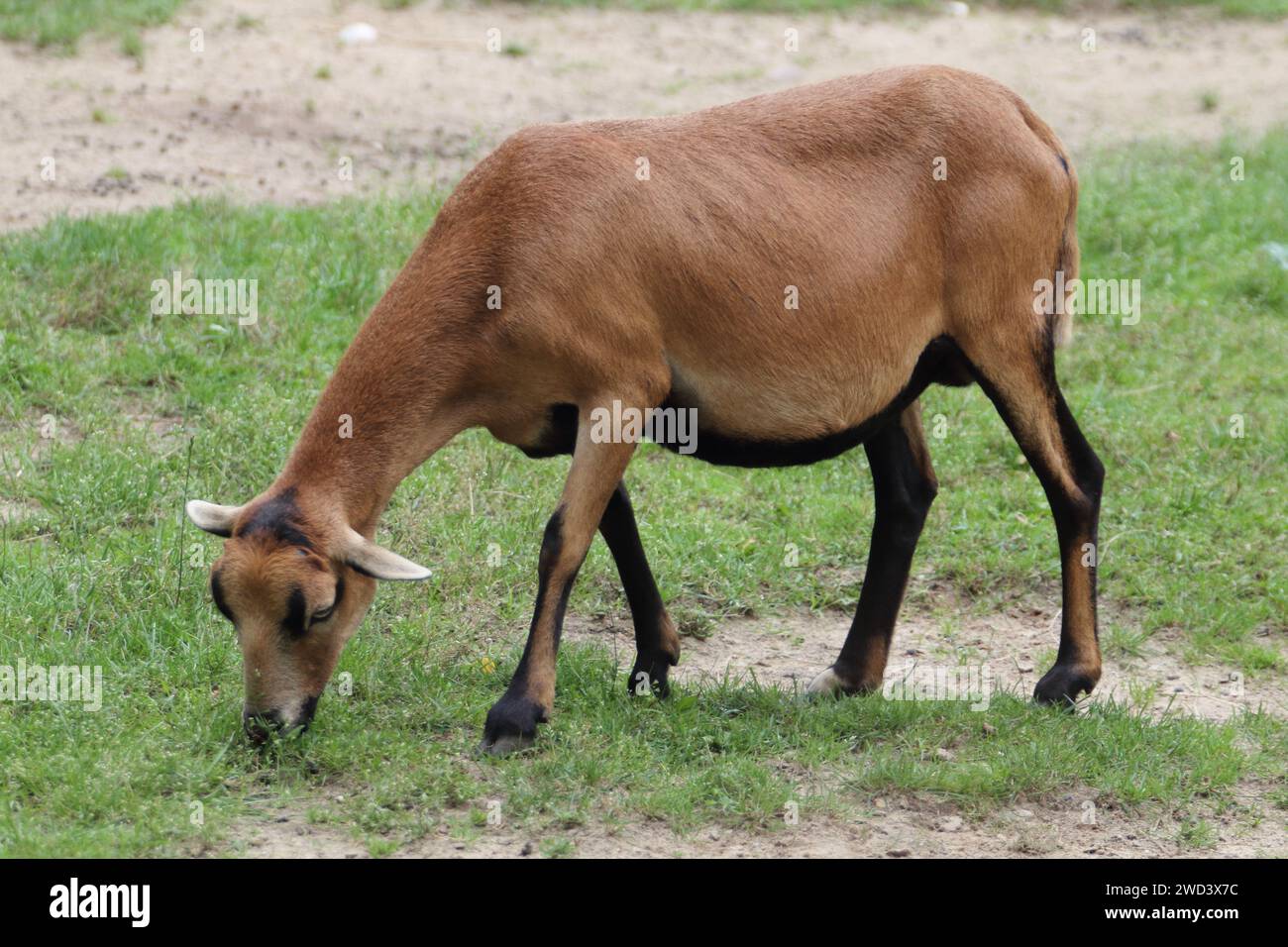 Le pecore nane del Camerun sono una razza di pecore addomesticate provenienti dall'Africa occidentale, ma sono state esportate anche in Europa Foto Stock