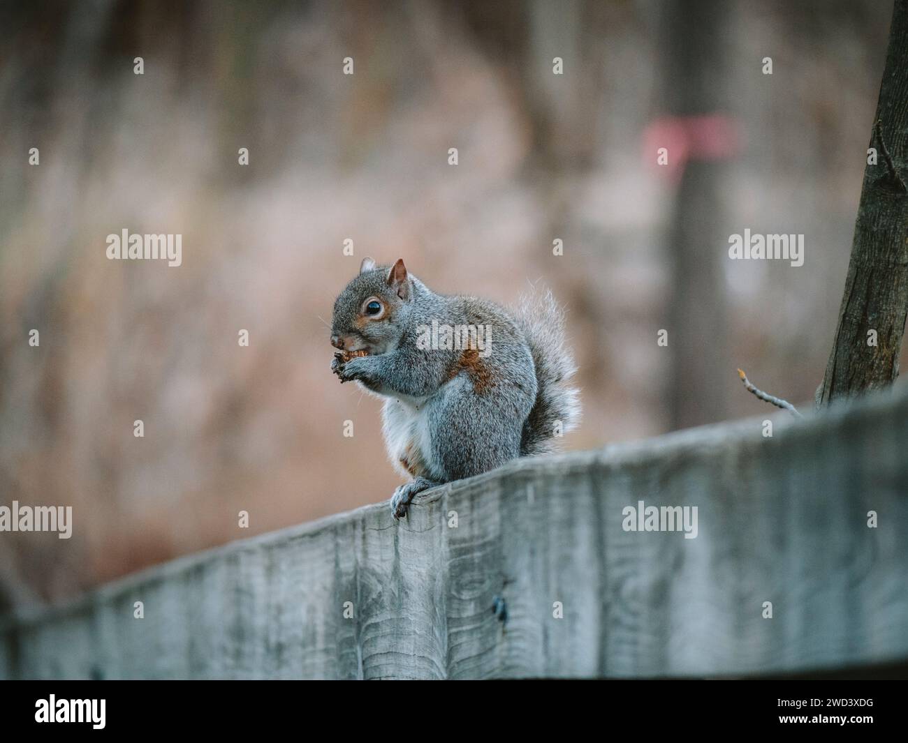 Uno scoiattolo che si gusta uno spuntino su un palo di recinzione in legno. Foto Stock
