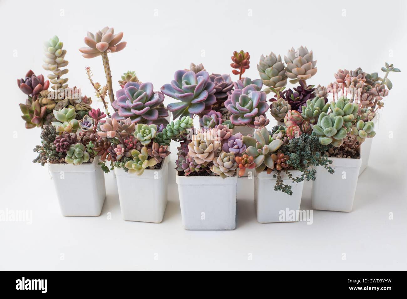 Coltivare piante da casa hobby. Echeveria, Pachyphytum, Sedum e crassula in vaso bianco su sfondo bianco Foto Stock