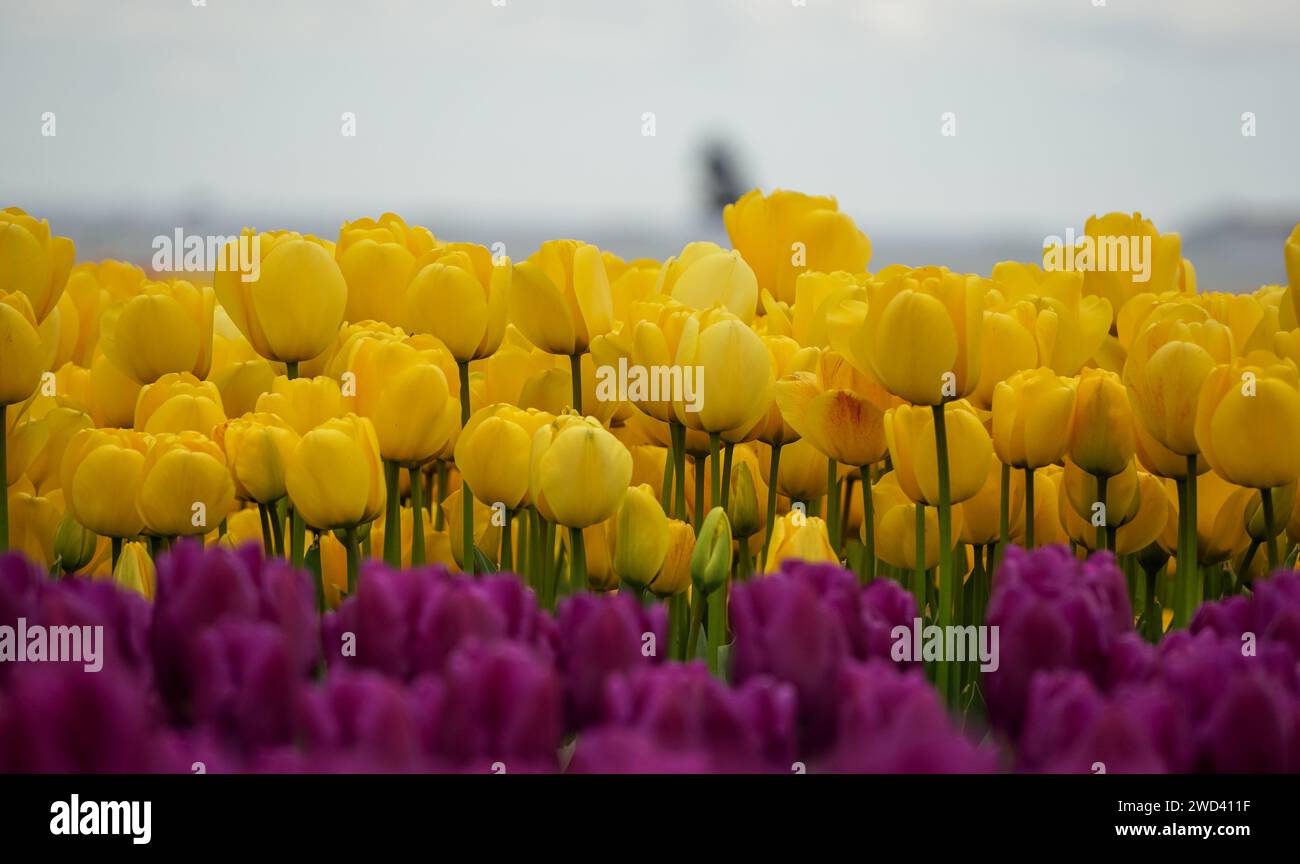 Letto Tulip giallo e viola Foto Stock