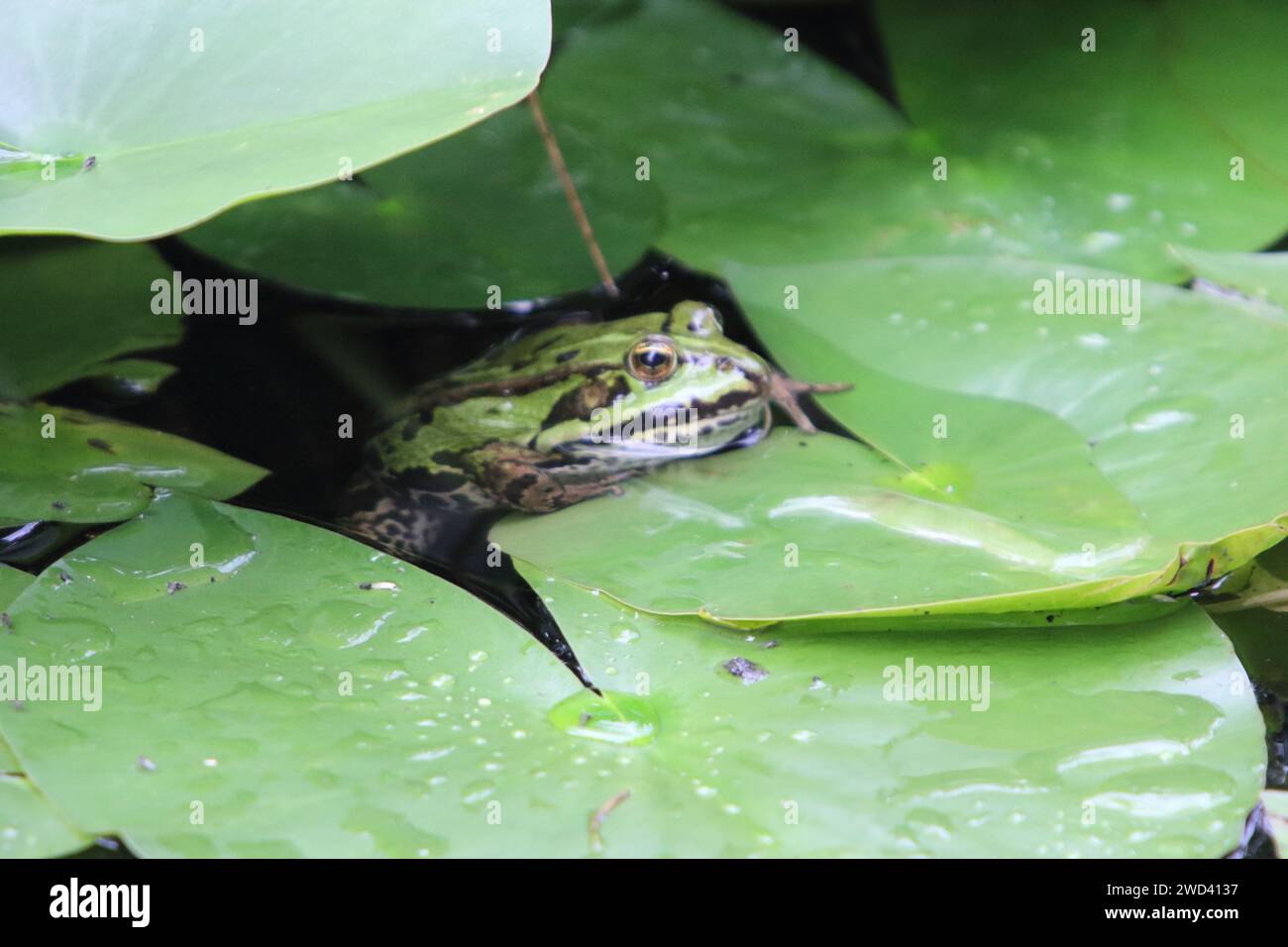 Pelophylax è un genere di rane reali diffuso in Eurasia, con alcune specie che si estendono nell'Africa settentrionale Foto Stock