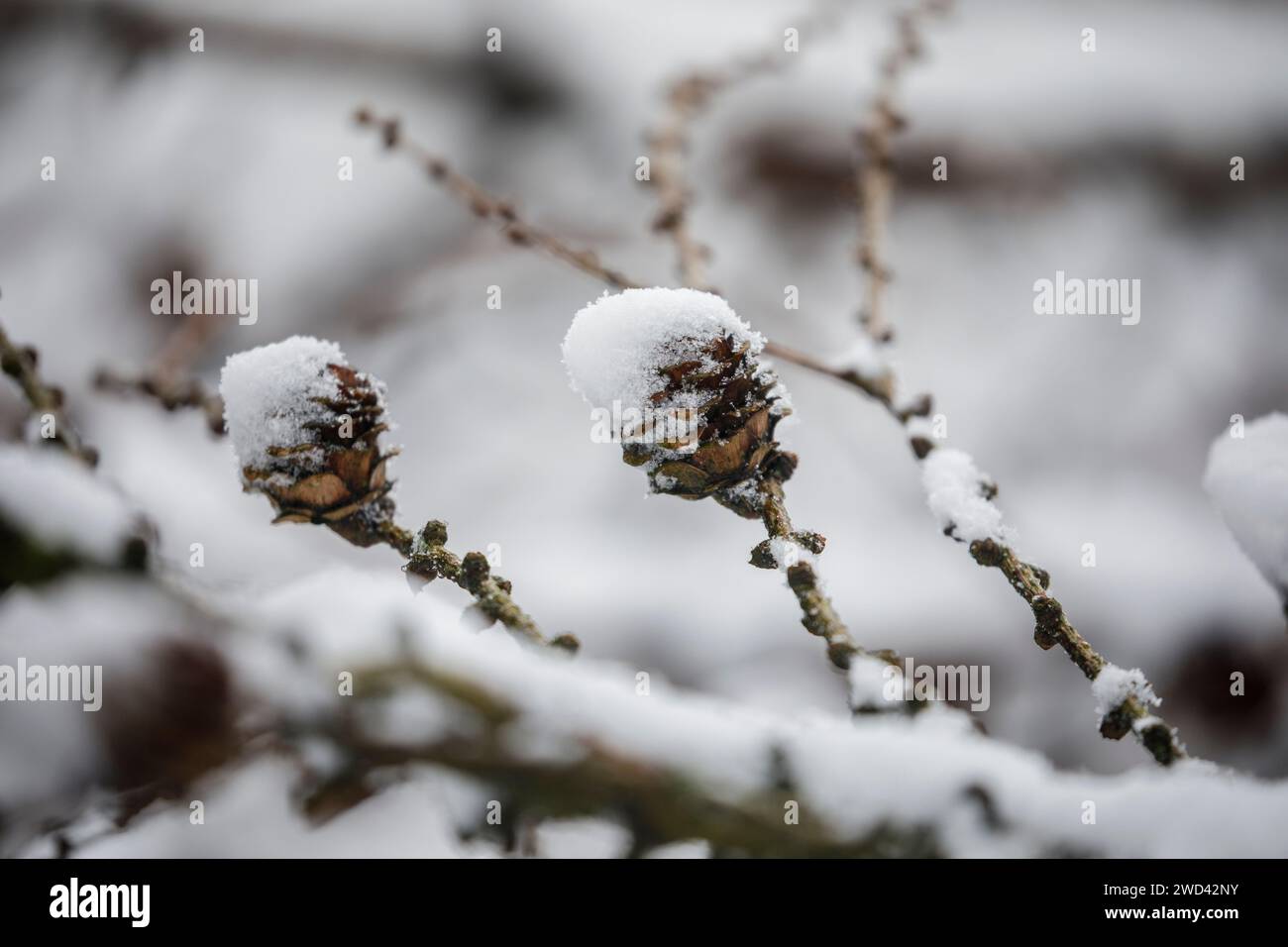 Rami, rametti e coni congelati del larix decidua in inverno ricoperti di neve Foto Stock