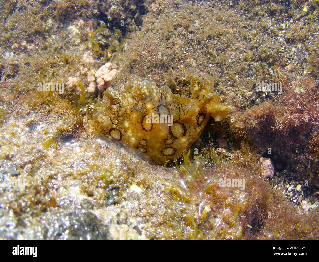 Lepre di mare maculata, Aplysia dactylomela, un grande fango di mare, in una marea, Fuerteventura, Isole Canarie, Spagna. Foto Stock