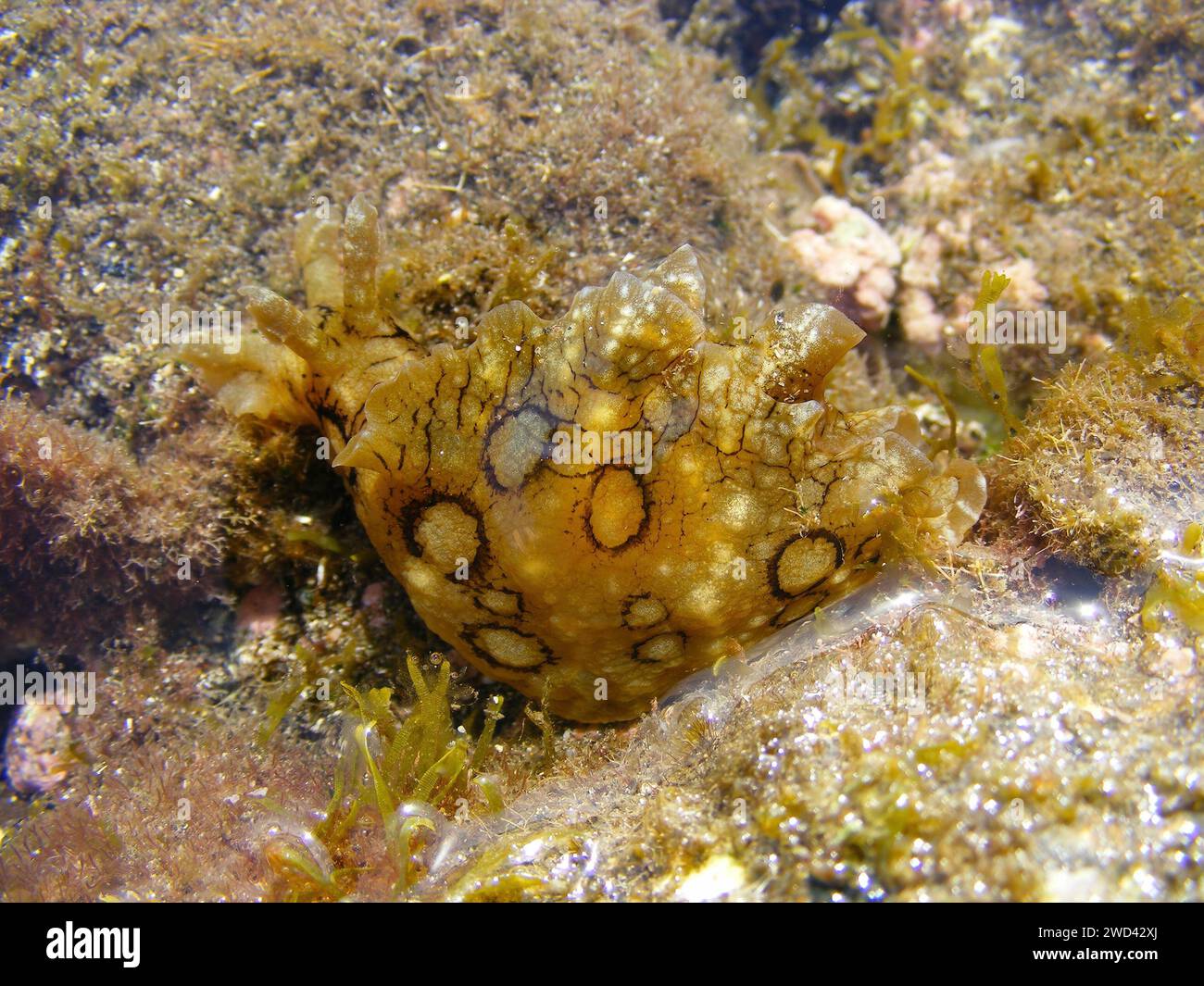 Lepre di mare maculata, Aplysia dactylomela, un grande fango di mare, in una marea, Fuerteventura, Isole Canarie, Spagna. Foto Stock