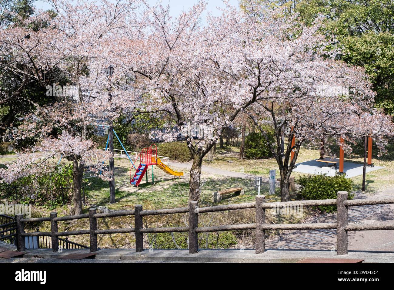 I ciliegi fioriscono intorno a uno scivolo in un parco pubblico, Kanazawa, distretto di Ishikawa, Giappone Foto Stock