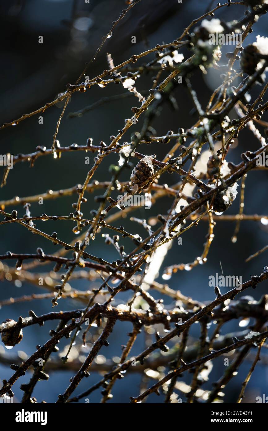 Rami, rametti e coni surgelati del larice europeo (larix decidua) in inverno coperti da un sottile strato di ghiaccio Foto Stock