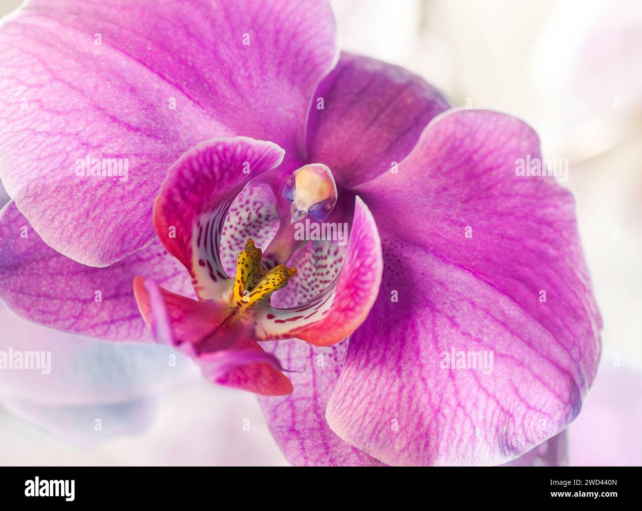In prossimità di una falena rosa fiori di orchidea Foto Stock
