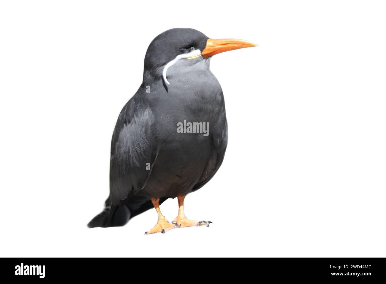 La terna Inca (Larosterna inca) è una terna della famiglia Laridae Foto Stock