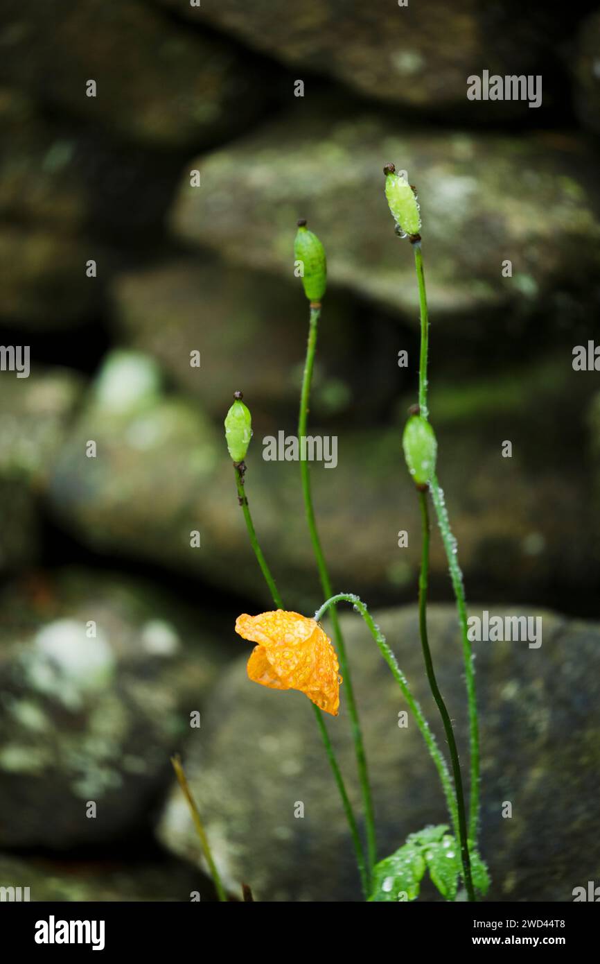 Papavero gallese arancione (papaver cambricum, meconopsis cambrica) e baccelli di semi contro una parete di pietra secca, ricoperti di gocce di pioggia Foto Stock