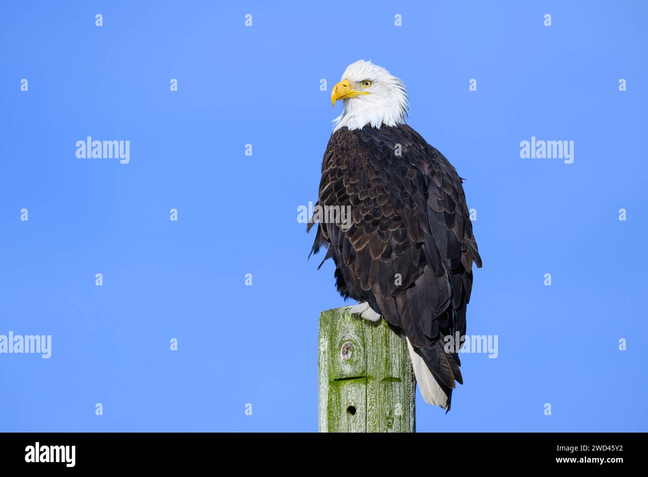 Aquila calva americana selvaggia adulta in piedi orgogliosa di un palo maledetto isolato contro il cielo blu Foto Stock