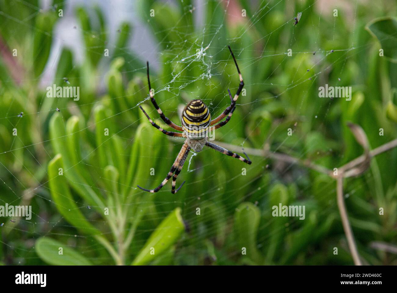 WASP Spider (Argiope bruennichi) seduto su una rete in Spagna Foto Stock