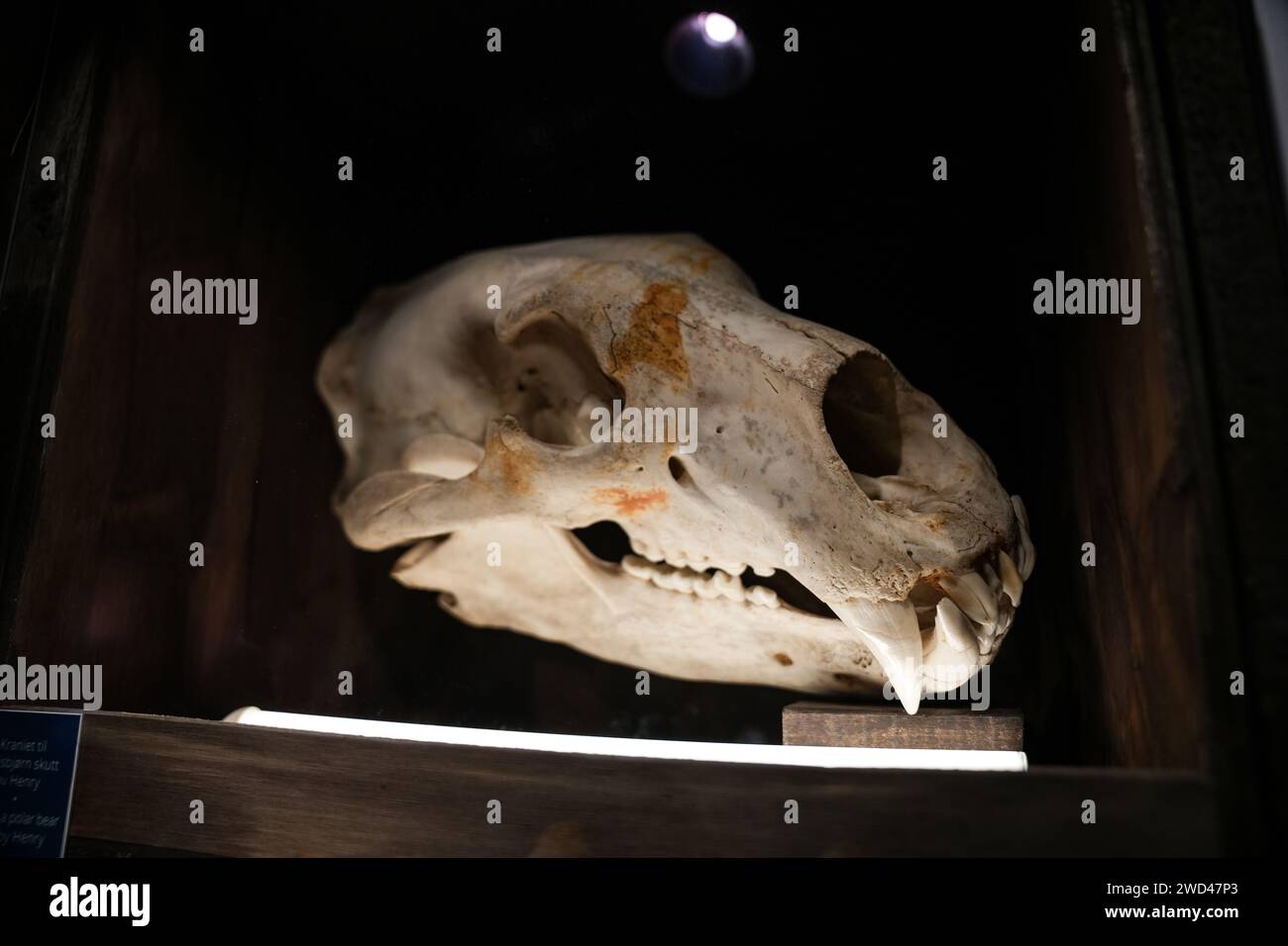 Teschio di animali nel Museo norvegese Foto Stock