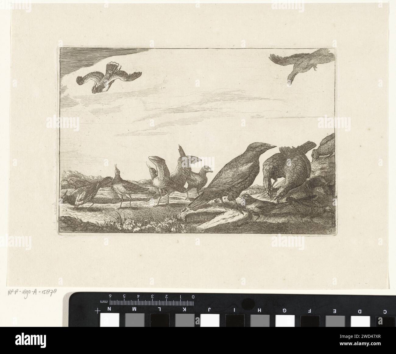 Kraai and Group Pheasants, Pieter Schenk (i) (attribuito a), dopo Francis Barlow, 1675 - 1711 stampa Crow e un gruppo di fagiani. Acconciatura di carta di Amsterdam, camminatori e corridori uccelli: fagiani. uccelli Foto Stock