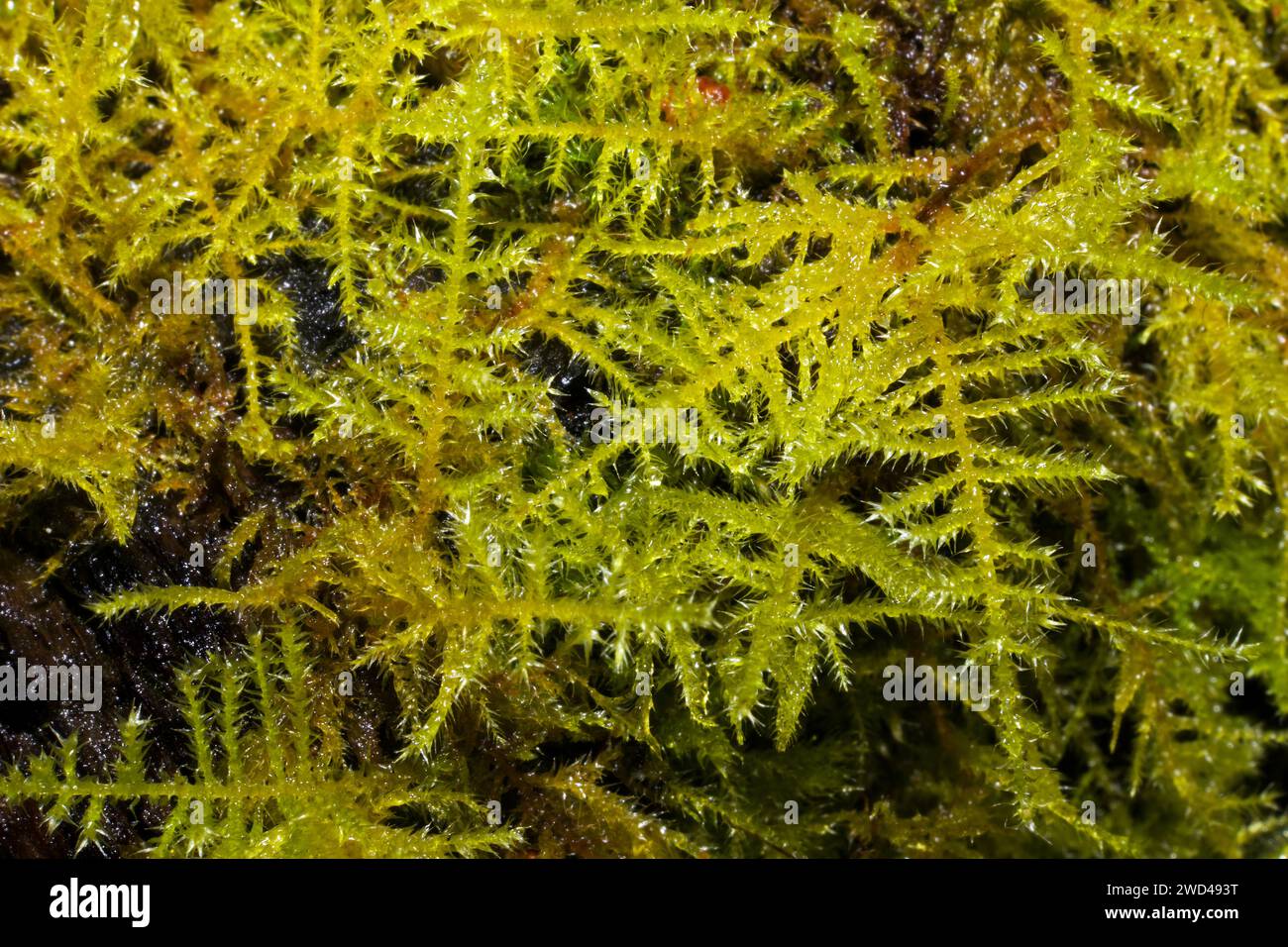 Il Kindbergia praelonga (muschio di piume comune) si trova in tutto il mondo in habitat umidi o umidi. Foto Stock