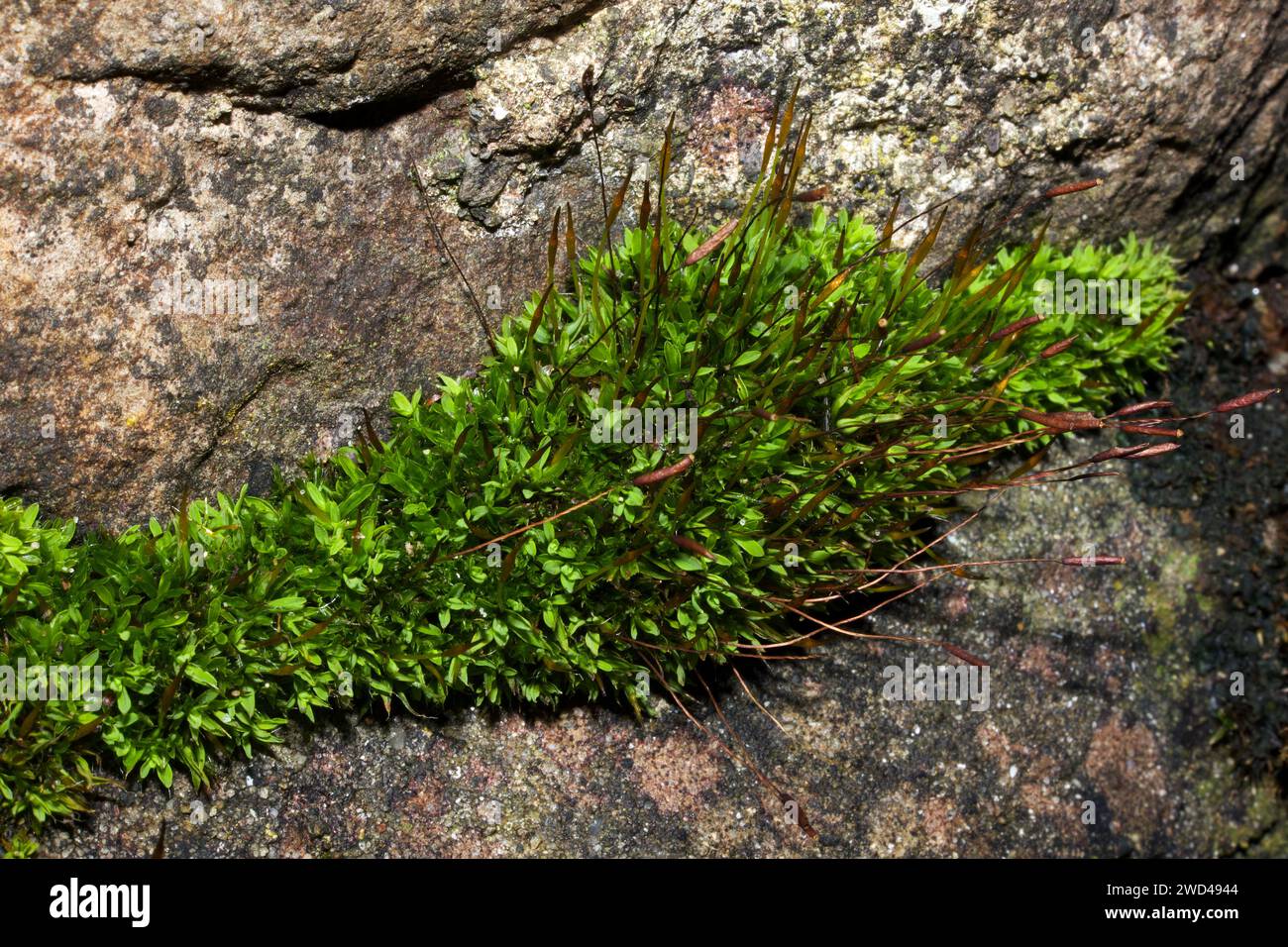 La tortula muralis (muschio a vite) si trova principalmente nelle aree urbane su pareti, tra cui cemento e cemento. Ha una distribuzione mondiale. Foto Stock