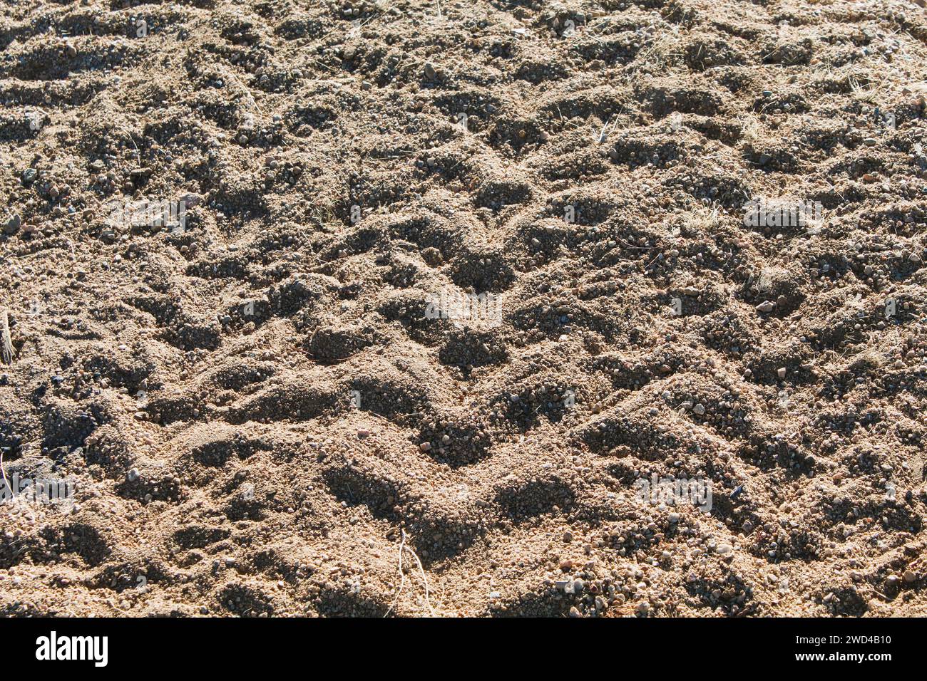 Tracce di pneumatici nella sabbia del deserto Foto Stock