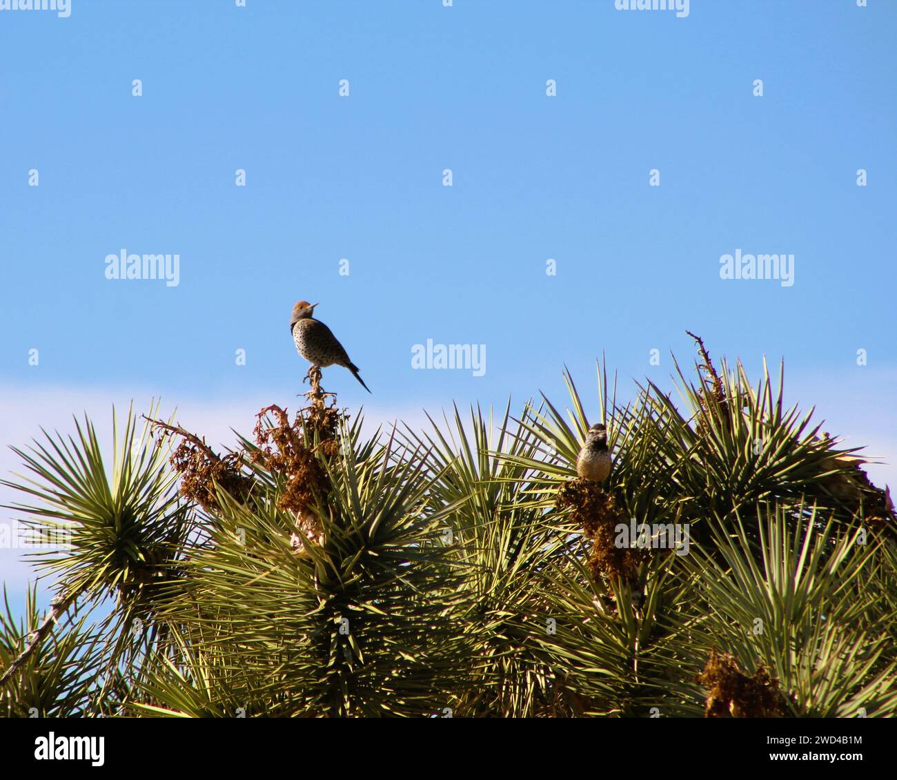 Flickers settentrionali a Joshua Tree, Mohave County Arizona Foto Stock