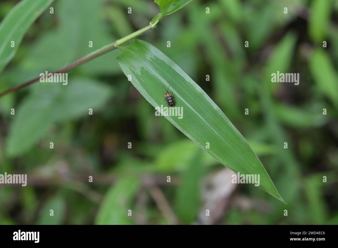 Vista dall'alto di un piccolo coleottero spinoso (riso hispa) sulla superficie di una foglia d'erba in un prato. Le minuscole spine taglienti, comprese le ali, sono presen Foto Stock
