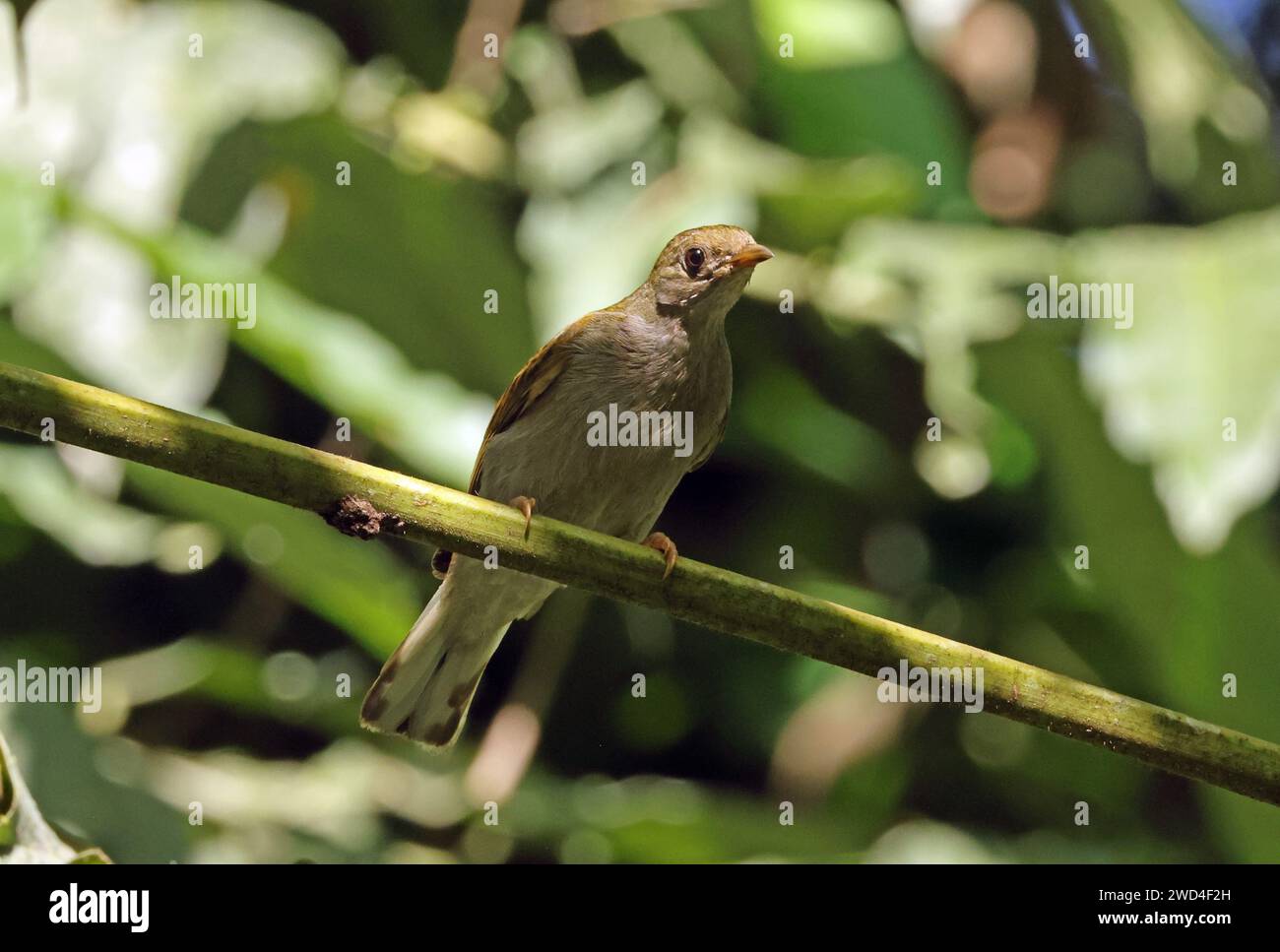 Greenbul (Eurillas latirostris congener) immaturo con whisky giallo arroccato sul ramo Atewa, Ghana, Africa. Dicembre Foto Stock