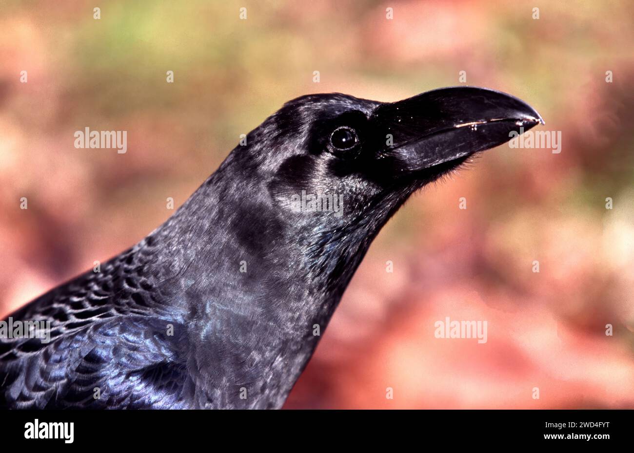 Corvo a becco grosso Corvus macrorhynchos visto in Giappone Foto Stock