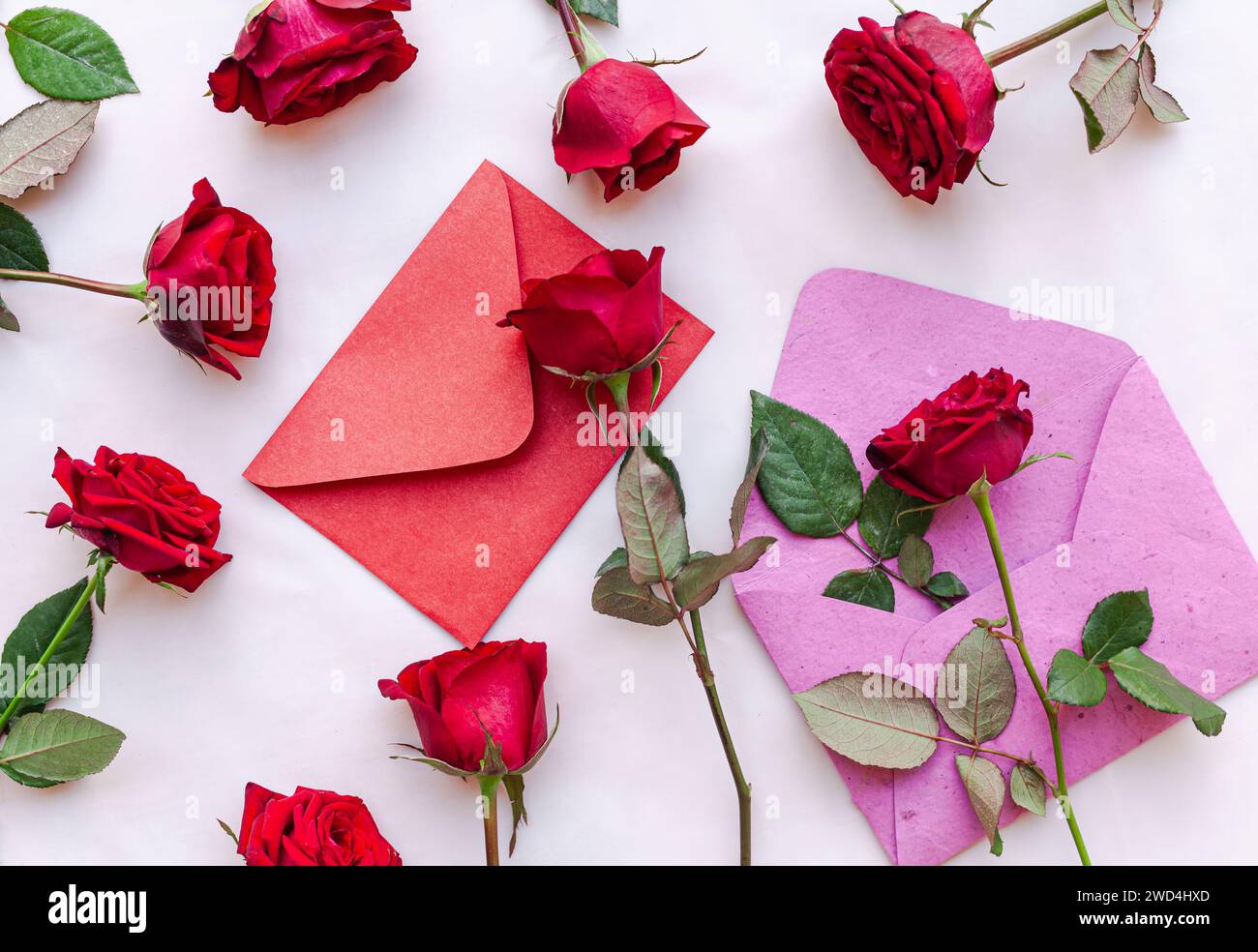 Una rosa rossa e una busta collocate su un tavolo in mezzo a un vivace gruppo di rose rosse Foto Stock