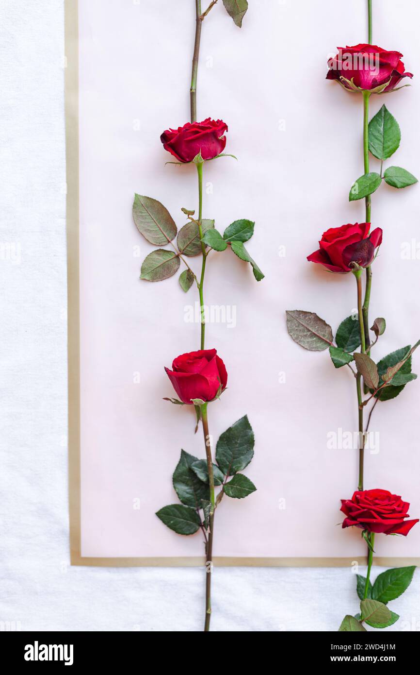Rose rosse in una disposizione quadrata con foglie e steli su sfondo rosa Foto Stock