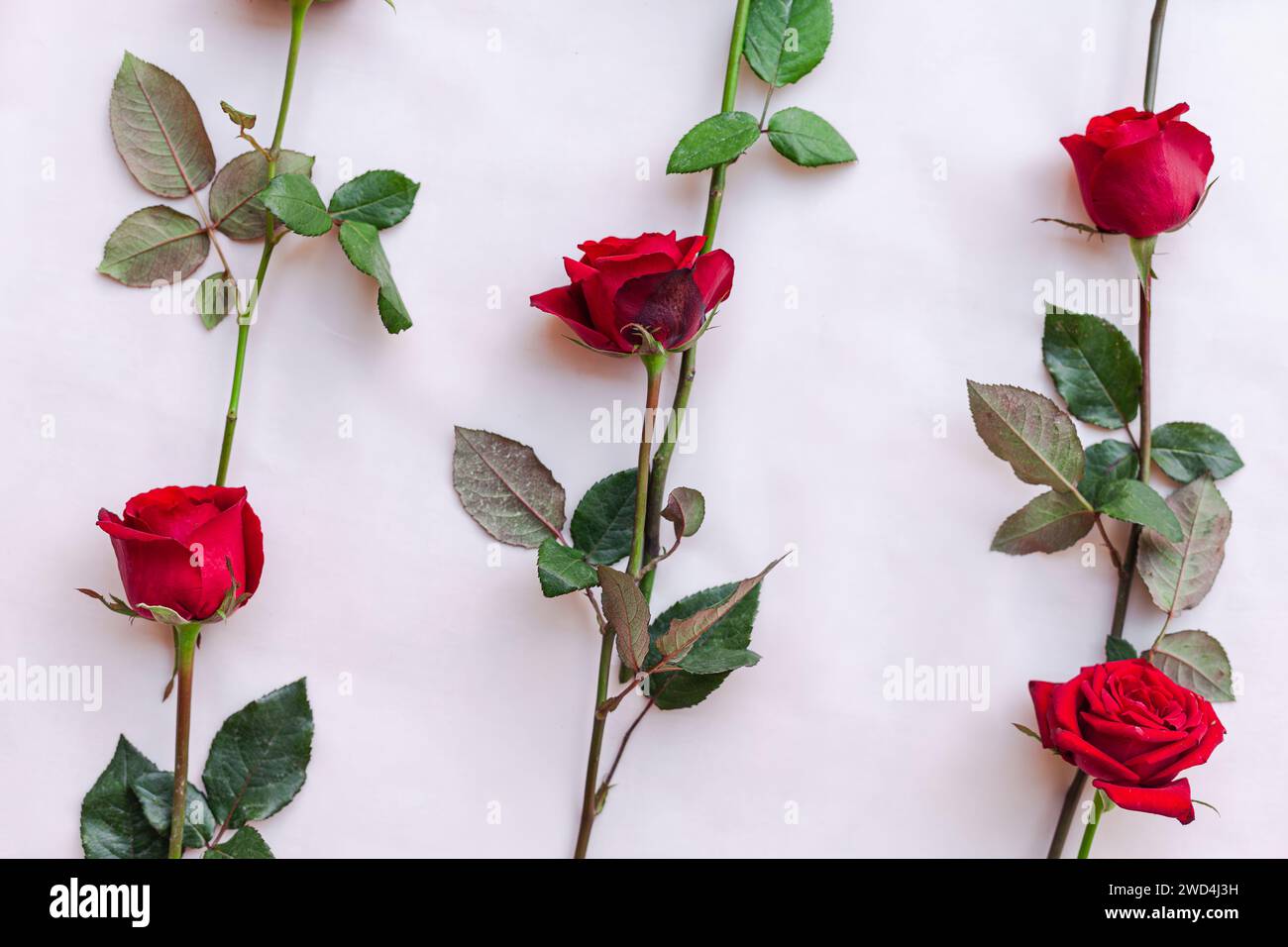 Gruppo di cinque rose ordinate su un tavolo Foto Stock