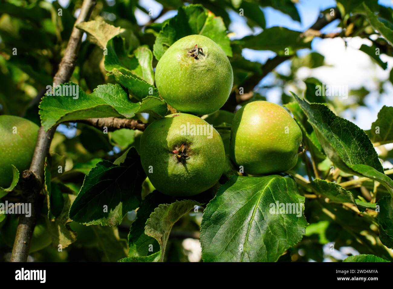 Piccole e vivaci mele verdi fresche e foglie sui rami di un grande vecchio albero in un frutteto in una soleggiata giornata estiva Foto Stock