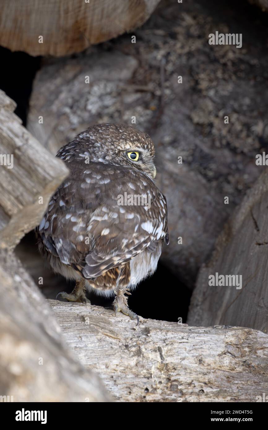 Little Owl Athene noctua riposa e si muove su e in un vecchio mucchio di tronchi, North Norfolk, Regno Unito. Foto Stock