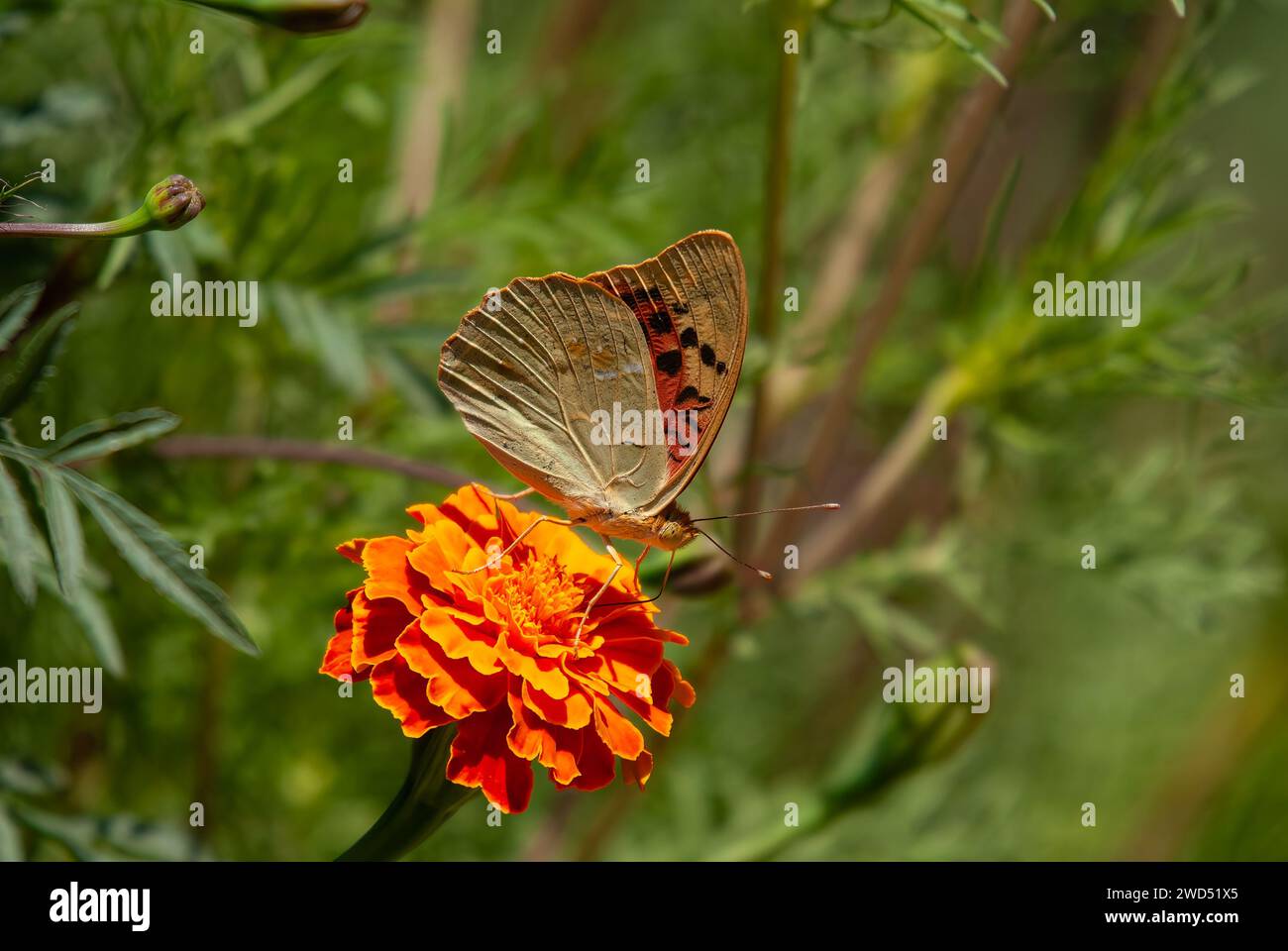 Farfalla Fritillaria mediterranea su fiori di colore arancio, primo piano, ala inferiore. (Argynnis pandora) Foto Stock