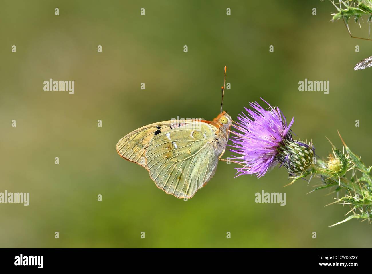 Farfalla frizionaria mediterranea su spina a fiore viola, primo piano, sottoscocca. (Argynnis pandora) Foto Stock