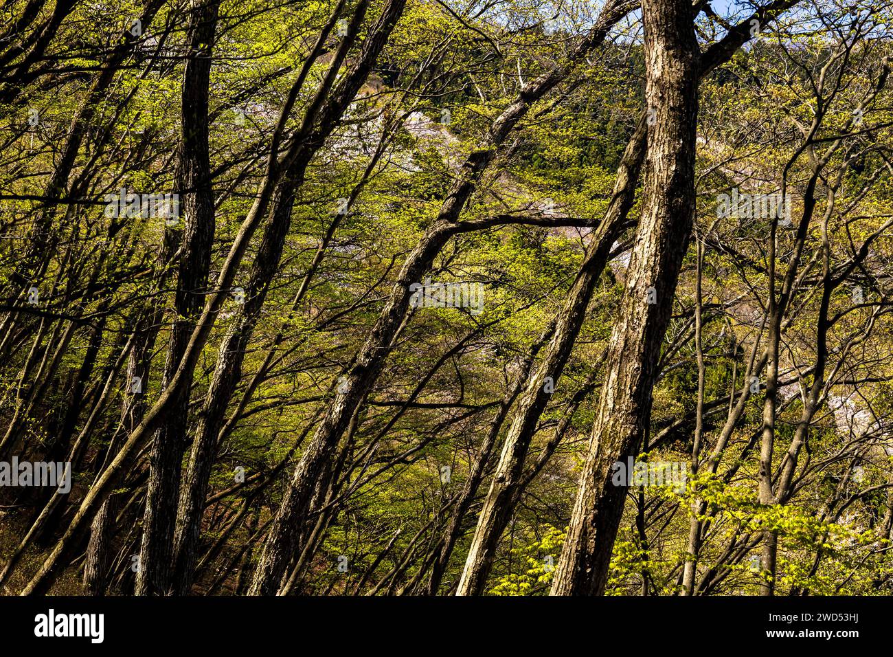 Fiori di ciliegio verde fresco e selvatico, Sakura, Mt. Bounoore trekking, Okutama Mountains, Hannover, Saitama, Okutama, Tokyo, Giappone, Asia orientale, Asia Foto Stock