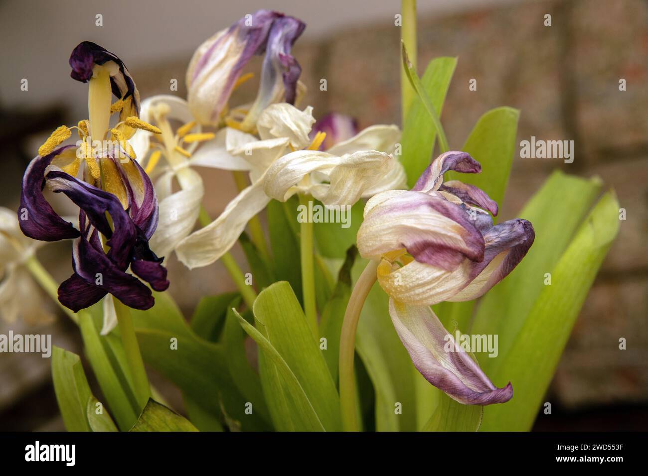 tulipani appassiti in un vaso su un tavolo. Foto Stock