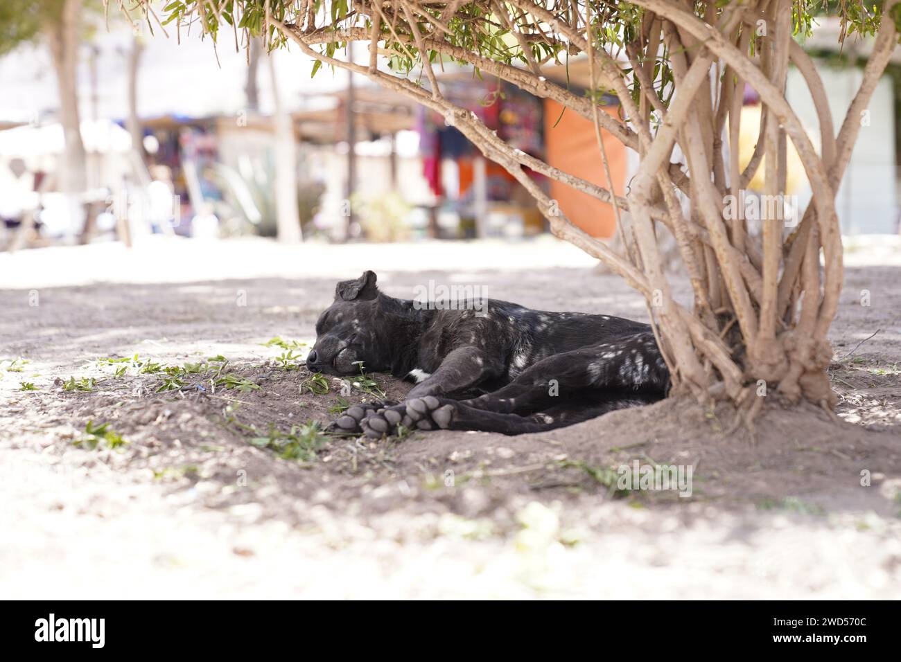 Cane dormiente in una giornata calda. Foto Stock