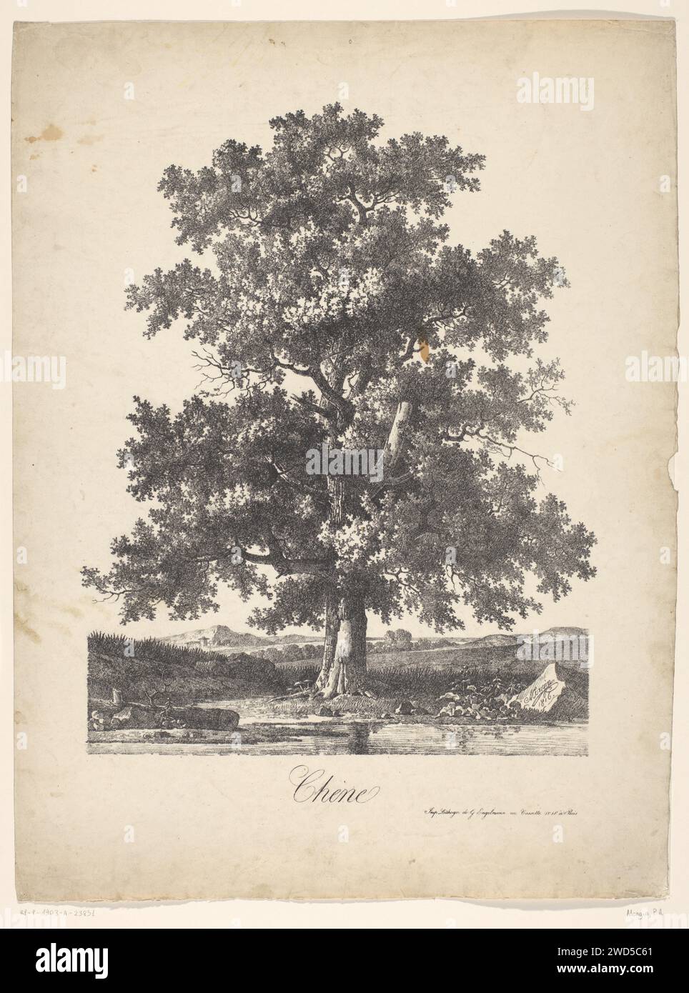 Eiken Tree in un paesaggio ondulato sull'acqua, Pierre Antoine Mongin, 1816 stampa la stampa è numerata nel libro in alto a destra con un numero illeggibile. Alberi di carta di Parigi: quercia. paesaggi Foto Stock