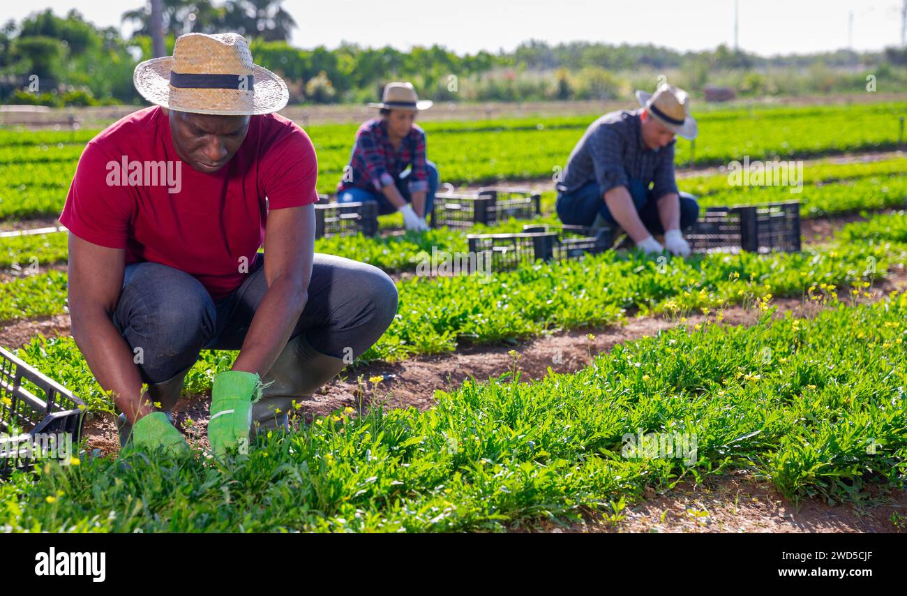Coltivatore afroamericano che raccoglie il razzo del giardino sulla piantagione di fattoria Foto Stock