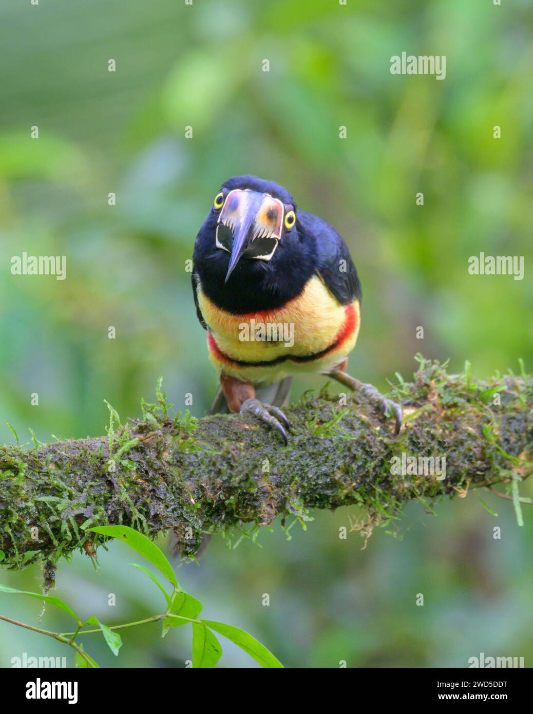 Aracari con colletto (Pteroglossus torquatus), Laguna del Lagarto Eco Lodge, Boca Tapada, Alajuela, Costa Rica. Foto Stock
