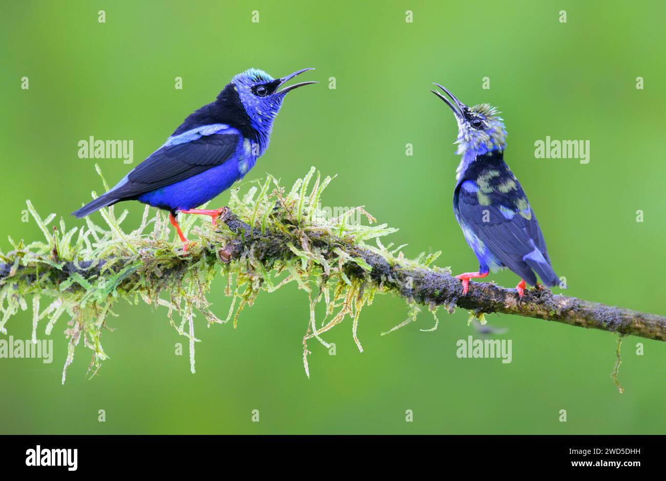 Un conflitto di due uomini con le zampe rosse (Cyanerpes cyaneus) che si muta al piumaggio riproduttivo, Laguna del Lagarto Eco Lodge, Boca Tapada, Alajue Foto Stock