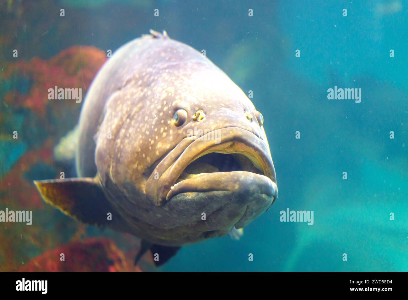 I pesci cernie giganti che navigano nel loro habitat marino racchiudono le dimensioni e il fascino maestoso di questi colossi sottomarini Foto Stock