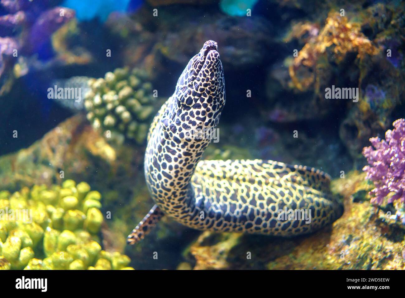 Murene reticolate che scivolano graziosamente attraverso il mare. Questa affascinante scena cattura gli intricati motivi e l'eleganza serpentino di questi e Foto Stock