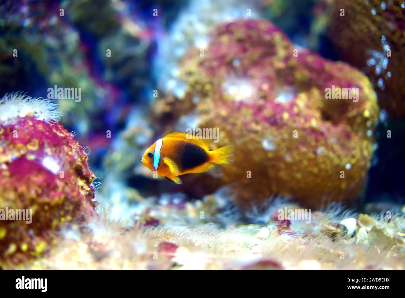 Il pesce polpino al pomodoro che naviga con grazia nel mare racchiude la vibrante bellezza della vita marina, offrendo uno scorcio dell'affascinante danza dei colori Foto Stock