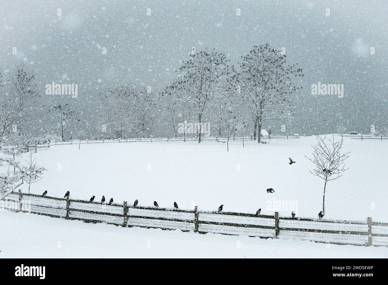 Crows, canottaggio, inverno, New Brighton Park, Vancouver, British Columbia, Canada Foto Stock