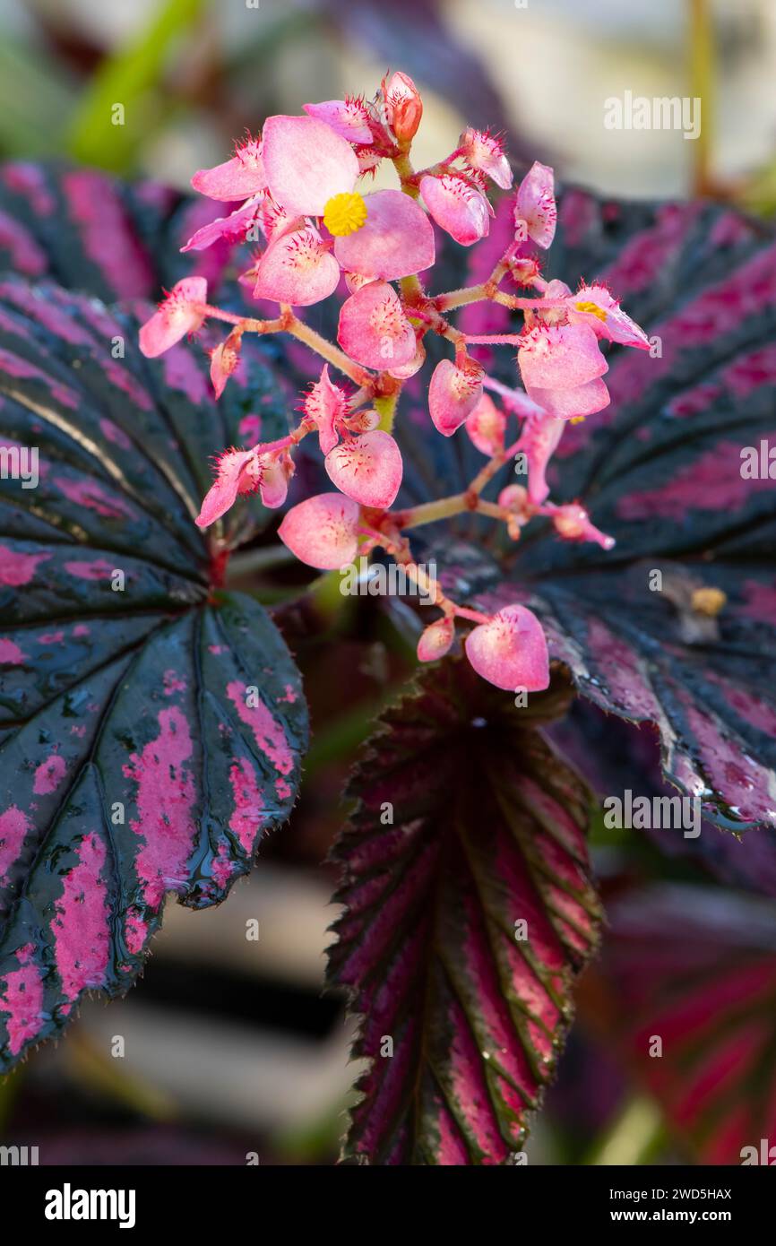 Begonia esotica (Begonia brevirimosa subspec. exotica), nuova Guinea Foto Stock