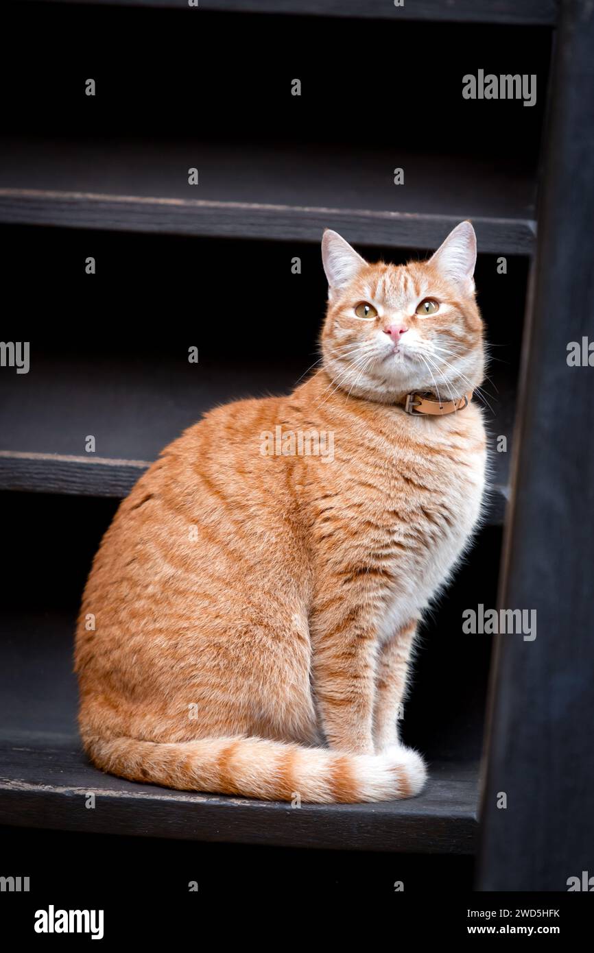 Bel gatto giallo e bianco con guinzaglio appoggiato su gradini di legno. Foto Stock