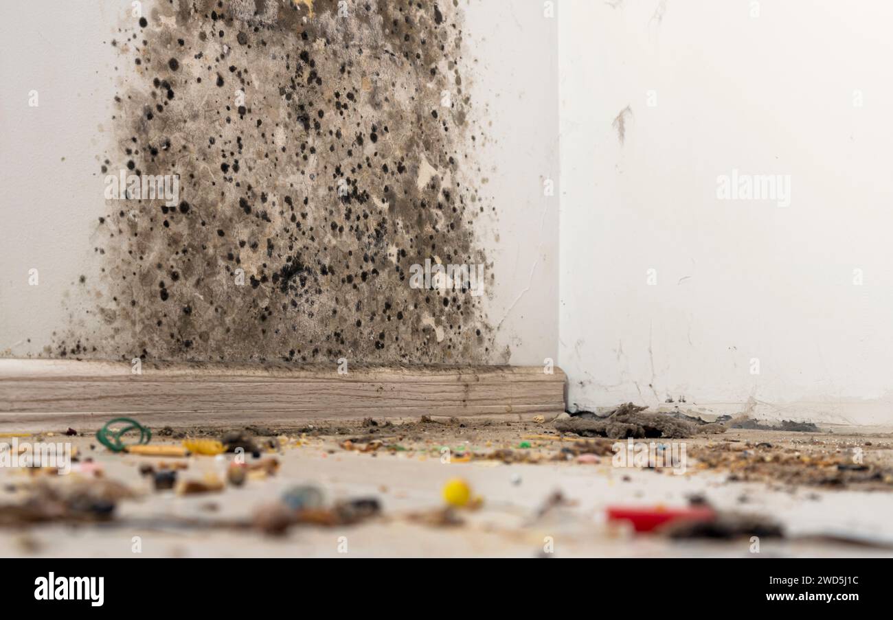 polvere nell'angolo della stanza: sporco polveroso, muffa tossica sporca e batteri fungine sulla parete bianca, battiscopa e pavimento in legno Foto Stock