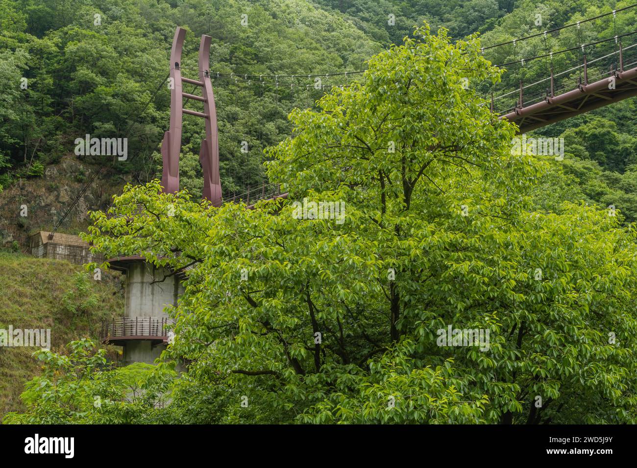 Grande ponte sospeso sulle cime degli alberi lussureggianti e verdeggianti nella foresta ricreativa di montagna, Corea del Sud Foto Stock