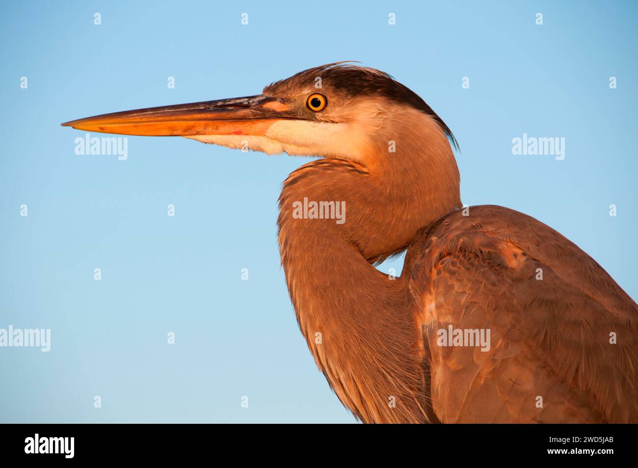 Airone blu (Ardea erodiade), Shelter Island, San Diego, California Foto Stock