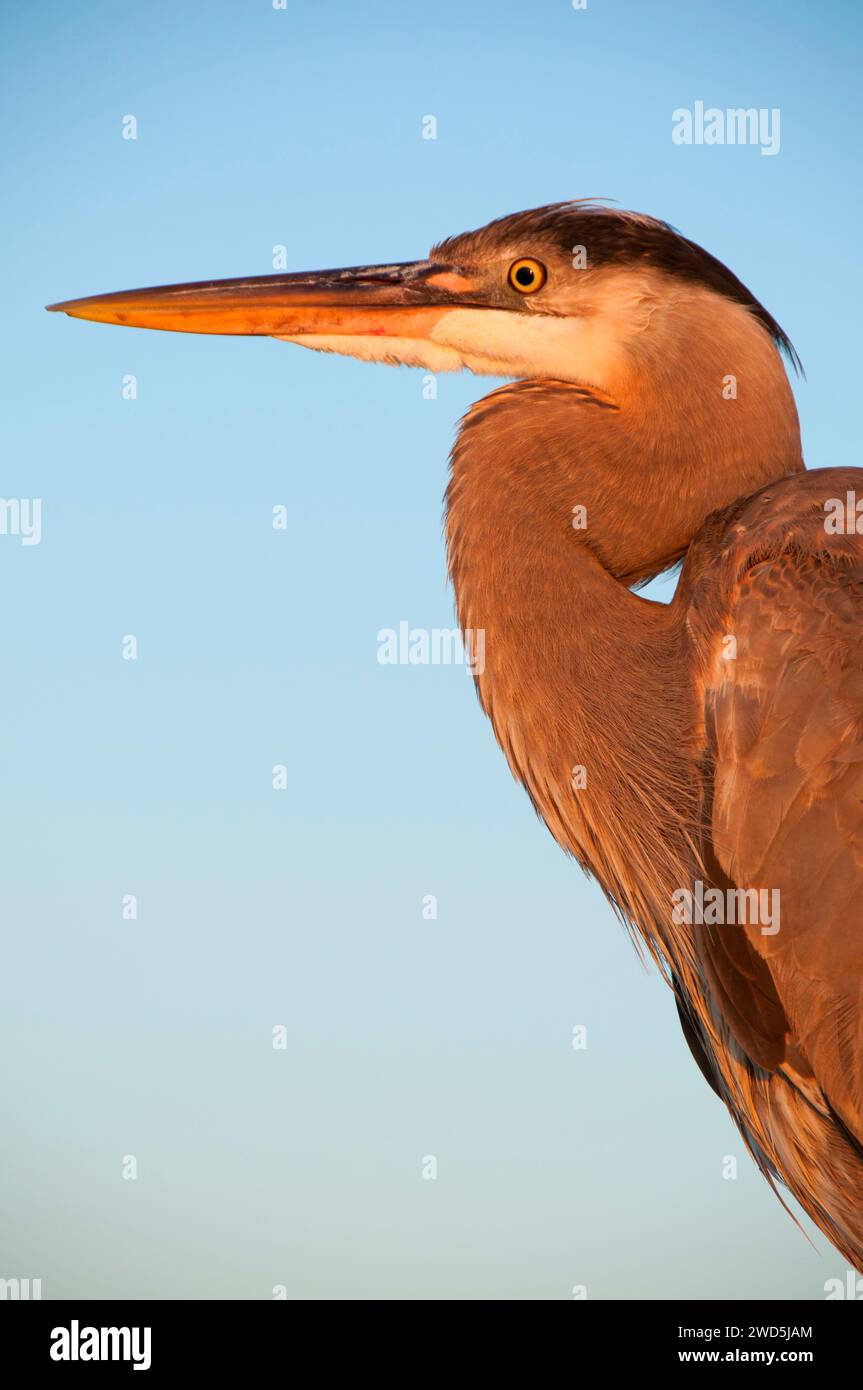 Airone blu (Ardea erodiade), Shelter Island, San Diego, California Foto Stock